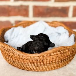 Story - Black female Poodle puppy in Graham, North Carolina from Cyndi’s Poodles