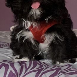 Shih Tzu Puppies from Precious to the world Shih Tzu’s