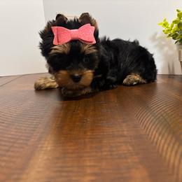 Brooke - Black and tan female Yorkshire Terrier puppy in Cornelia, Georgia from Kruz Kennels