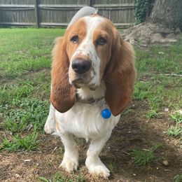 Cash - Basset Hound
