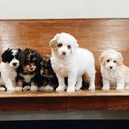 Assorted Doodle Crosses and Bernedoodles from Bernedoodle.do