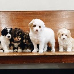 Assorted Doodle Crosses and Bernedoodles from Bernedoodle.do