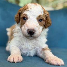 Nicolas - Parti male Goldendoodle puppy in Yuciapa, California from AlltheDoodlez_