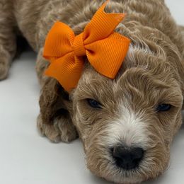 Aria - Apricot Poodle puppy in New Jersey from Lavishly Loved Pets LLC