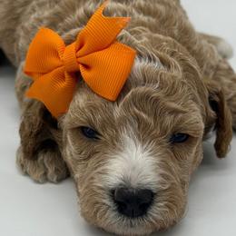 Aria - Apricot Poodle puppy in New Jersey from Lavishly Loved Pets LLC