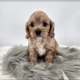 Cavapoo, Cockapoo, and Maltese Puppies from Clearview Canines