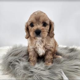 Cavapoo, Cockapoo, and Maltese Puppies from Clearview Canines