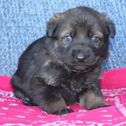 Girl 1 - Sable female German Shepherd puppy in Republic, Washington from Von Zobel Haus Kennels