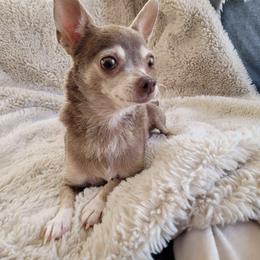 Bella - Blue and tan female Chihuahua puppy in Space Coast, Florida from ChibiChi