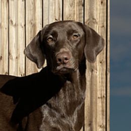 Labrador Retrievers from Helping Hounds USA