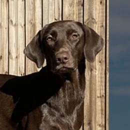 Labrador Retrievers from Helping Hounds USA