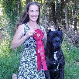 Tabby - Cane Corso