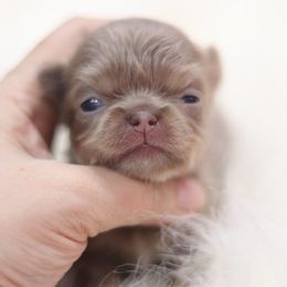 Chihuahua Puppies from Petits Chihuahuas