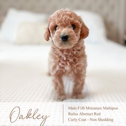 Oakley - Red male Maltipoo puppy in Vancouver, Washington from Pnwfamilydoodles
