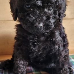 Poodles from Oopsydaisypuppies