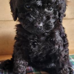 Poodles from Oopsydaisypuppies