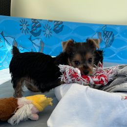 Rose - Black and tan female Yorkshire Terrier puppy in Ashland, Kentucky from Yorkie Paw