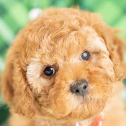 Finnegan - Red male Cavapoo puppy in Erda, Utah from Country Lane Doodles