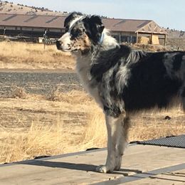 Lacy J - Australian Shepherd
