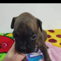 Boxer Puppies from Whynot Blue Ridge Mountain Boxer's