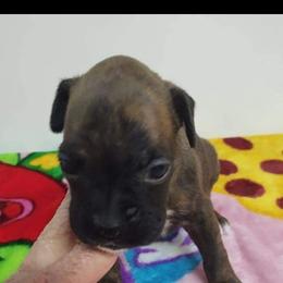 Boxer Puppies from Whynot Blue Ridge Mountain Boxer's
