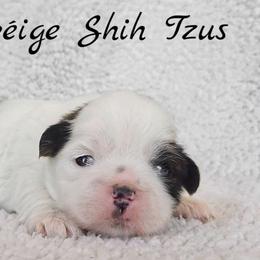 HANK - Brindle and white male Shih Tzu puppy in Las Vegas, Nevada from Beirin Breige Shih Tzus