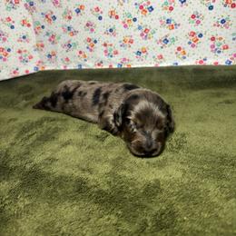 Bailey - Dapple female Dachshund puppy in Mountain Grove, Missouri from Happy Hounds