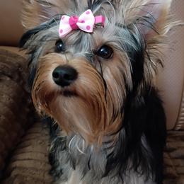 Lady - Blue and gold female Yorkshire Terrier puppy in Potomac, Maryland from Fabiana's Yorkshire Terriers