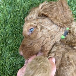 Robert - Red  male Poodle puppy in Clearwater, Florida from Poodle Majesty