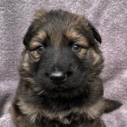 Female 2 - Sable female German Shepherd puppy in Allentown, Pennsylvania from VMH Shepherds