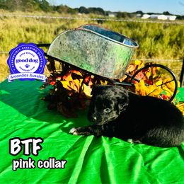 BTF pink collar - Black tri-color female Australian Shepherd puppy in Greenville, Texas from Amandas Aussies