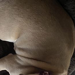 Ava Jean - French Bulldog