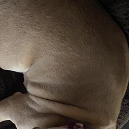 Ava Jean - French Bulldog