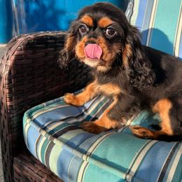 Boy 1 - Black and tan male Cavalier King Charles Spaniel puppy in Avalon Beach, Florida from Cavaliers of Avalon