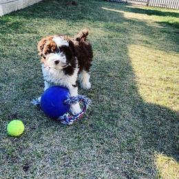 Aussiedoodle Puppies from Abbott Family Farm