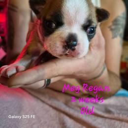 Meg Regan - Red female Boston Terrier puppy in Colorado Springs, Colorado from M&Bs Boston Terriers