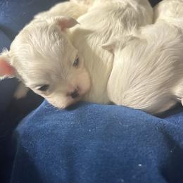 Hope - White female Maltese puppy in Coats, North Carolina from Angie's Puppies
