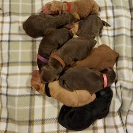 Goldendoodle Puppies from Pampered Paws Pet Massage / Jaynie's Pack of Doodles