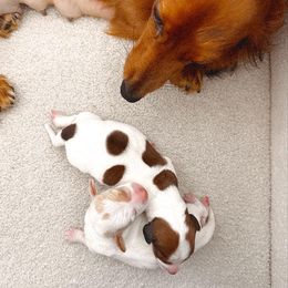 Dachshund Puppies from Magnolia Dachshunds