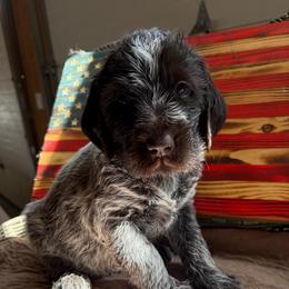 Wrigley-(Spider-Man) - Brown and gray male Wirehaired Pointing Griffon puppy in Grangeville, Idaho from Happy Hollow Griffons