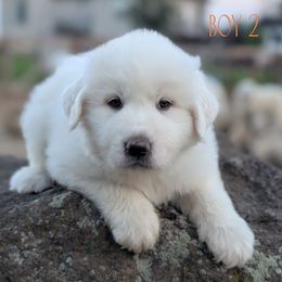 Boy 2 Orange - White male Great Pyrenees puppy in Yakima, Washington from Naches Heights Ranch