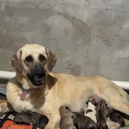 Male 7 - Biscuit and white male Anatolian Shepherd Dog puppy in Daggett, Michigan from T&S Anatolians