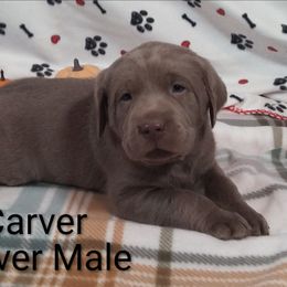Carver - Silver male Dilute Retriever puppy in Madras, Oregon from GT Labradors