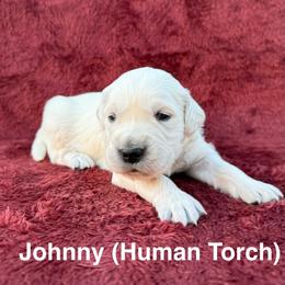 Johnny - Light golden male Golden Retriever puppy in Conroe, Texas from Tails of Cypress