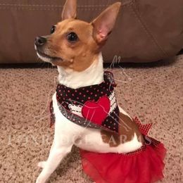 Toy Fox Terriers from Foxridge Farms