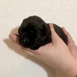 Sprig - Black male Labrador Retriever puppy in Newaygo, Michigan from Royal Oak Gundogs