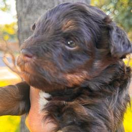Dark liver red girl - Black and silver female Miniature Schnauzer puppy in Pflugerville, Texas from K&K Precious Tx schnauzers