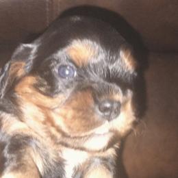Fudge Brownie - Black and tan female Cavalier King Charles Spaniel puppy in Franklin, North Carolina from Cavaliers of the County Macon