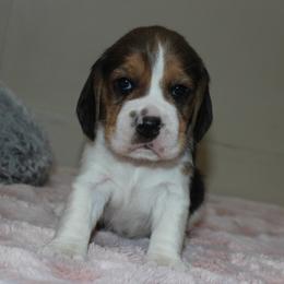 Zena - Black tan and white female Beagle puppy in Morrill, Kansas from Kelle Beagles