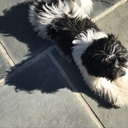 Havanese Puppies from Kim's Puppy Palace